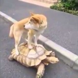 Il cane chiede un passaggio alla tartaruga