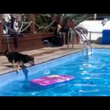 Il cane riesce a fare surf in piscina