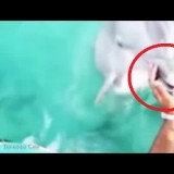 L’Iphone cade in acqua ed il delfino lo ripesca