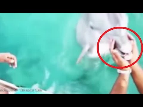 L’Iphone cade in acqua ed il delfino lo ripesca
