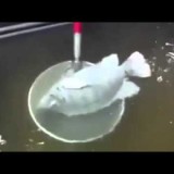 Pesce congelato a -35 gradi ritorna in vita