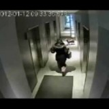 Video assurdo di un cane incastrato in ascensore